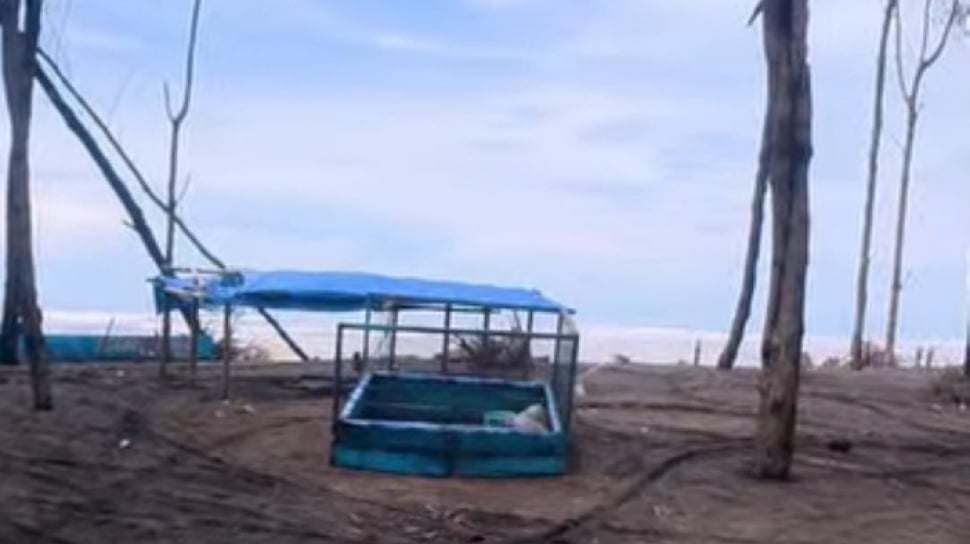 Why Coastal Cilacap Residents Never Get Toothaches? Secrets of Sea Fish & Living Plants